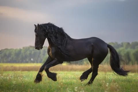 Horse Stock Photos