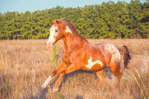Horse Stock Photos