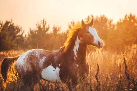 Horse Stock Photos