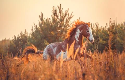 Horse Stock Photos