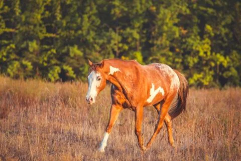 Horse Stock Photos
