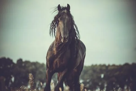 Horse Stock Photos