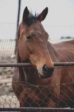 Horse Stockfoto's