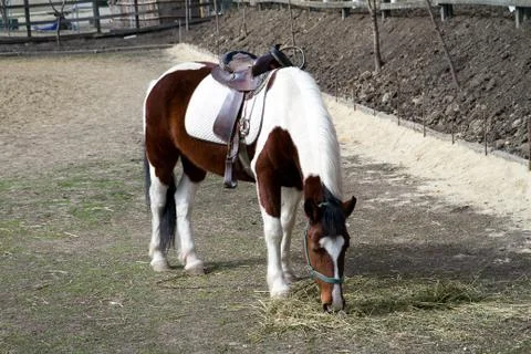 Horse Stock Photos