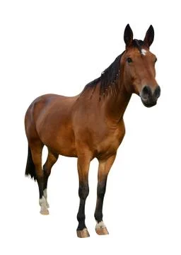 Horse Foto stock