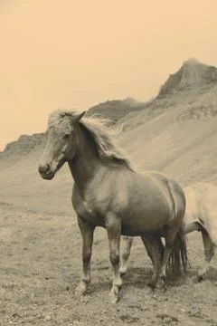 Horse Stock Photos