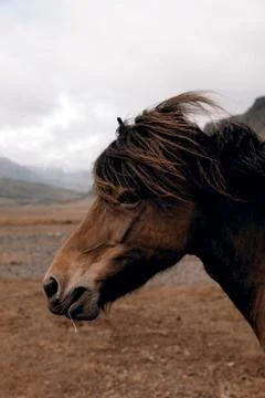 Horse Stock Photos