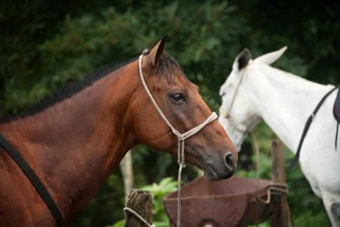 Horse Stock Photos