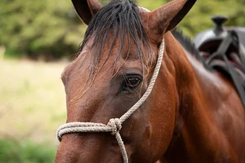 Horse Stock-Fotos
