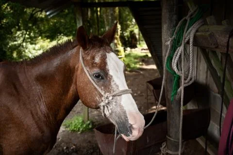 Horse Stock Photos