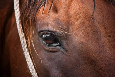 Horse Stock Photos