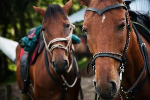Horse Stock Photos