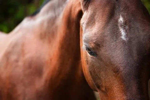 Horse Stock Photos