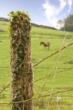 Horse Stock Photos