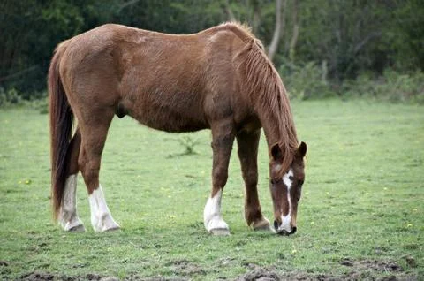 Horse Stock Photos