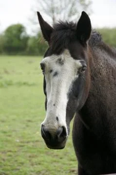 Horse Stock Photos