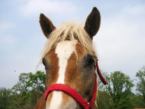 Horse Stock Photos