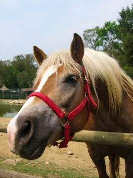 Horse Stock Photos