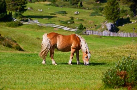 Horse Stock Photos