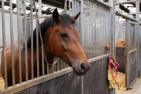 Horse Stock Photos