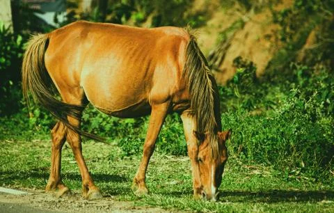 Horse Stock Photos
