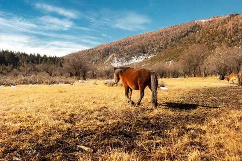 Horse Stock Photos