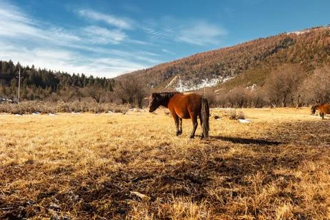 Horse Stock Photos