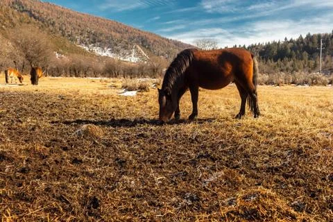 Horse Foto stock