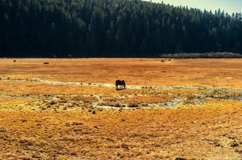 Horse Stock Photos