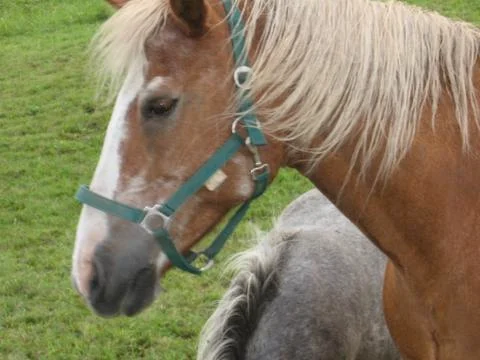 Horse Stock Photos