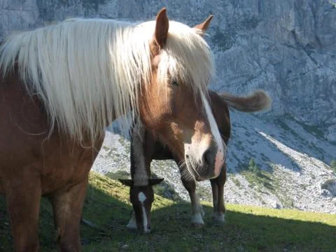 Horse Foto stock