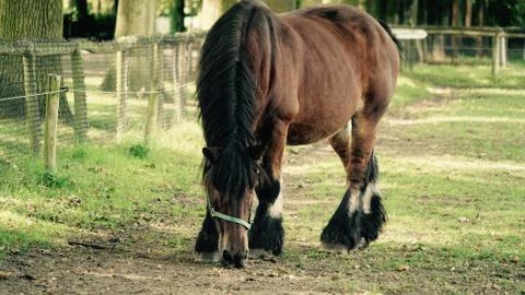 Horse Fotos de archivo