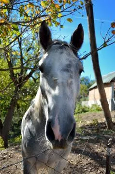 Horse Stock Photos
