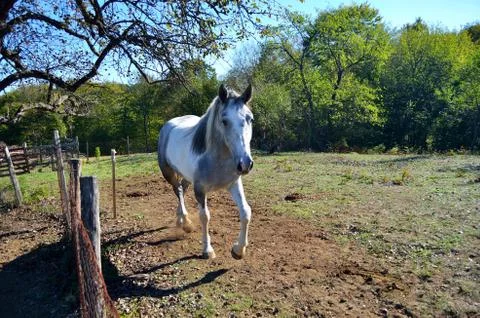 Horse Stock Photos