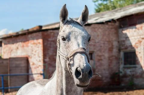  Horse. Foto stock