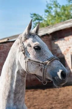  Horse. Stock Photos