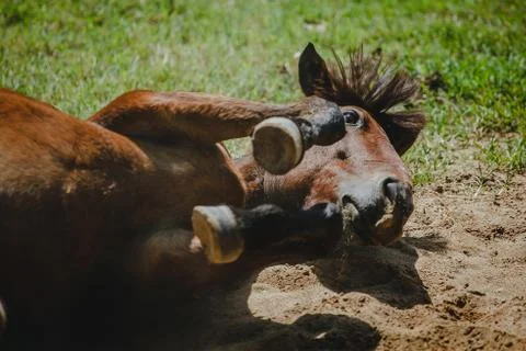 Horse 스톡 사진