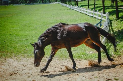 Horse 스톡 사진
