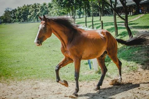 Horse Fotos Stock