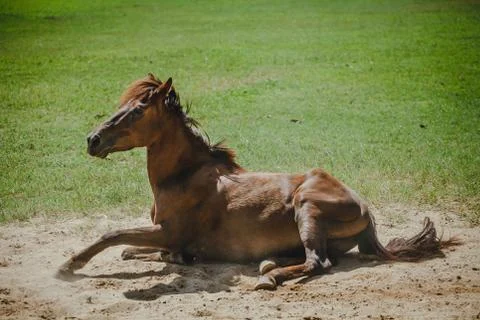 Horse Fotos Stock