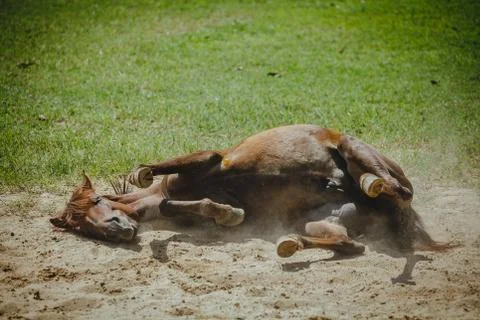 Horse 写真素材