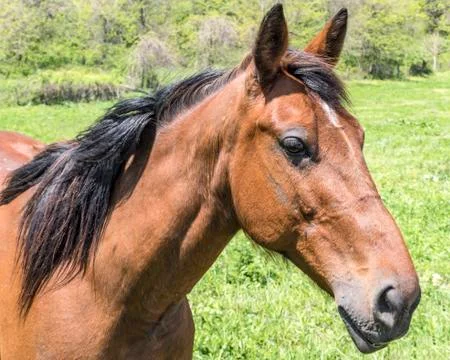 Horse Stock Photos