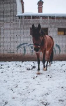Horse Stock Photos
