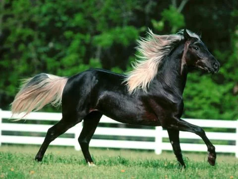 Horse Stock Photos