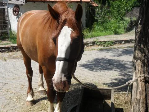 Horse Foto stock