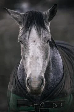 Horse Foto stock