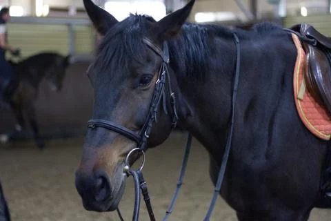 Horse Foto stock