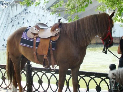 Horse Foto stock