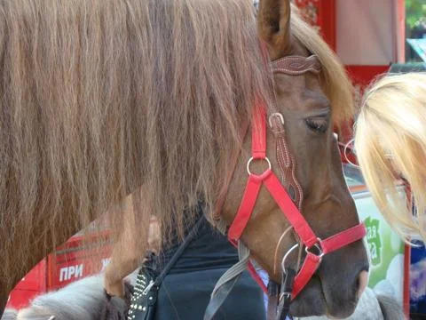 Horse Stock Photos