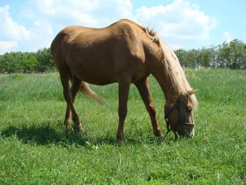 Horse Stock Photos